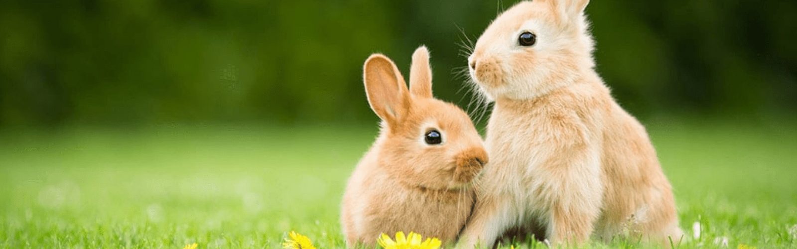 partnership-banner